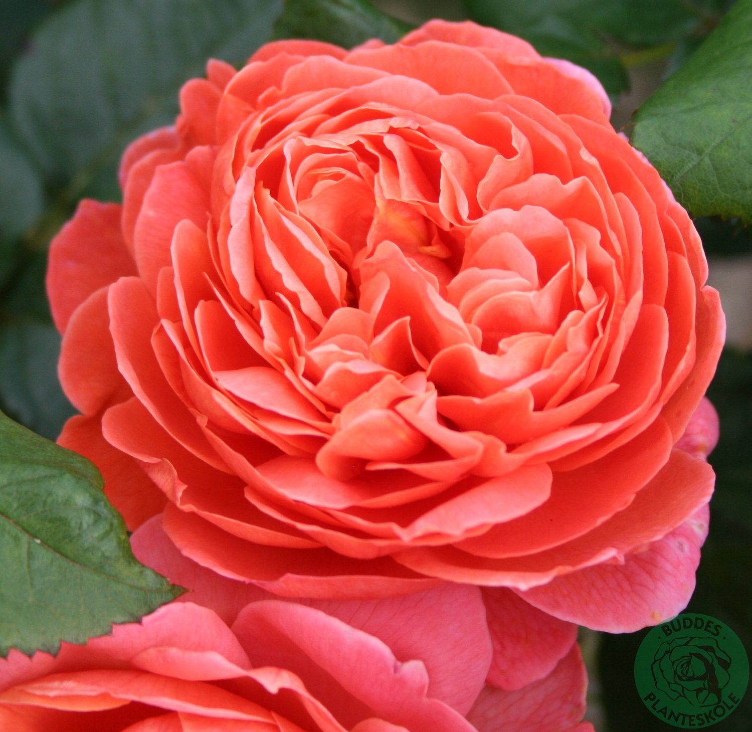 Rosa Summer Song
