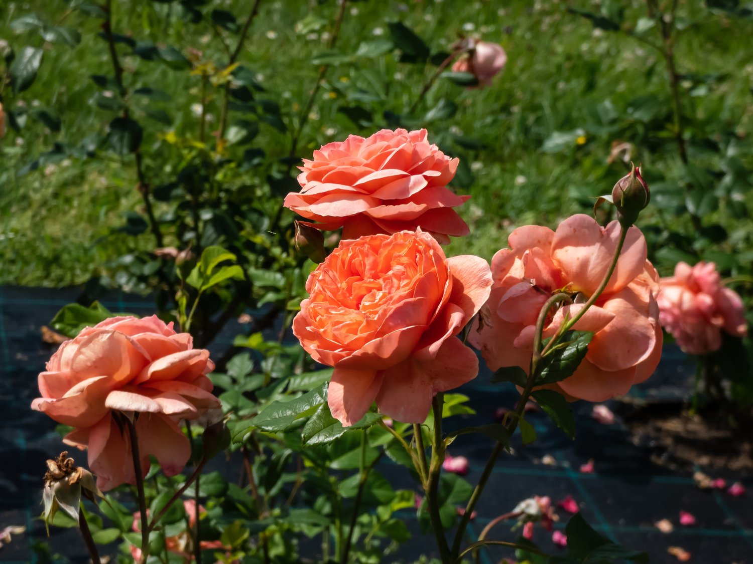 Rosa Summer Song
