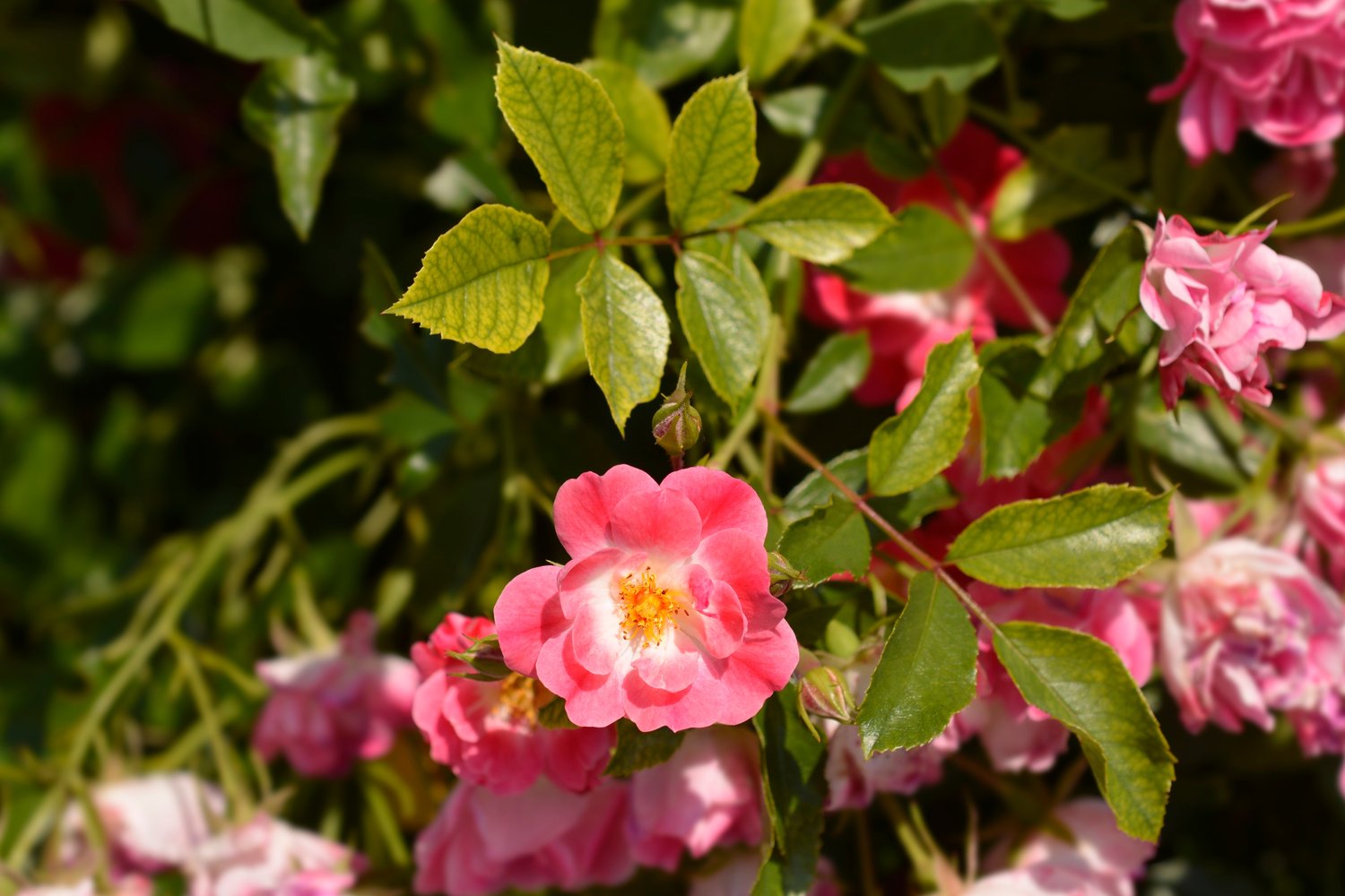 Rosa Easy Cover