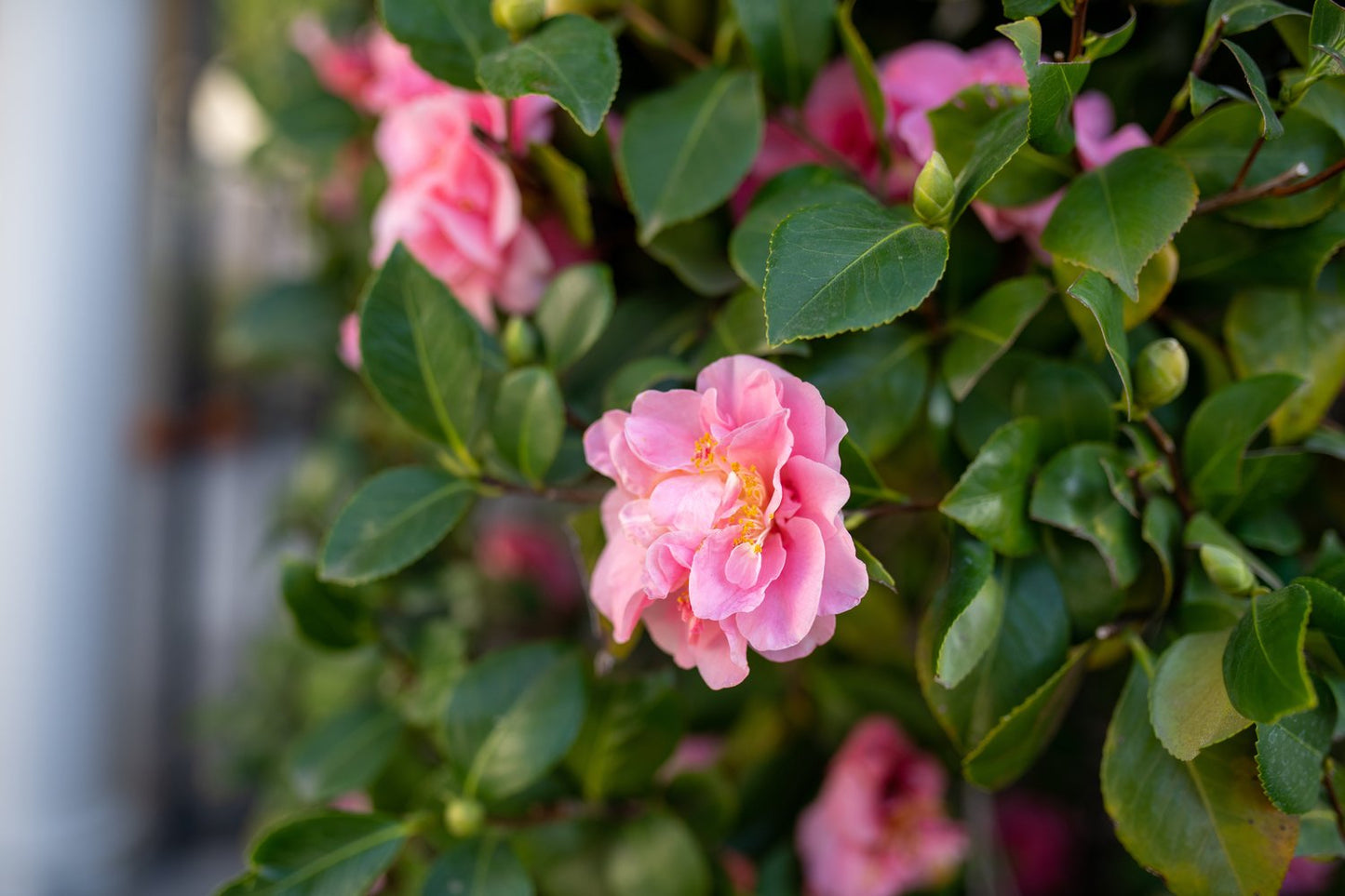 Rosa Easy Cover