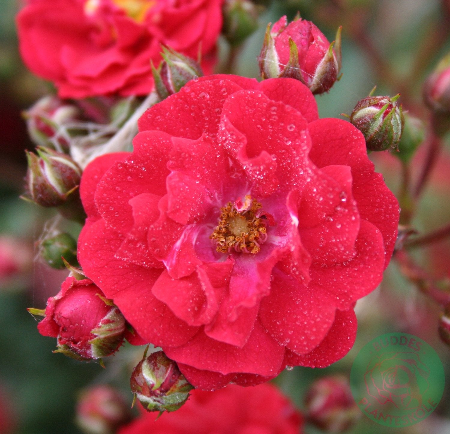 Rosa FAIRY DANCE