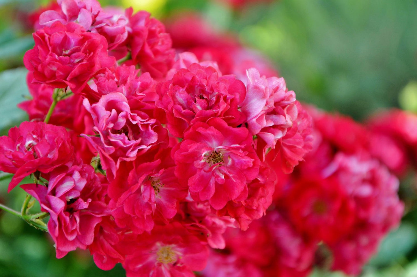 Rosa FAIRY DANCE