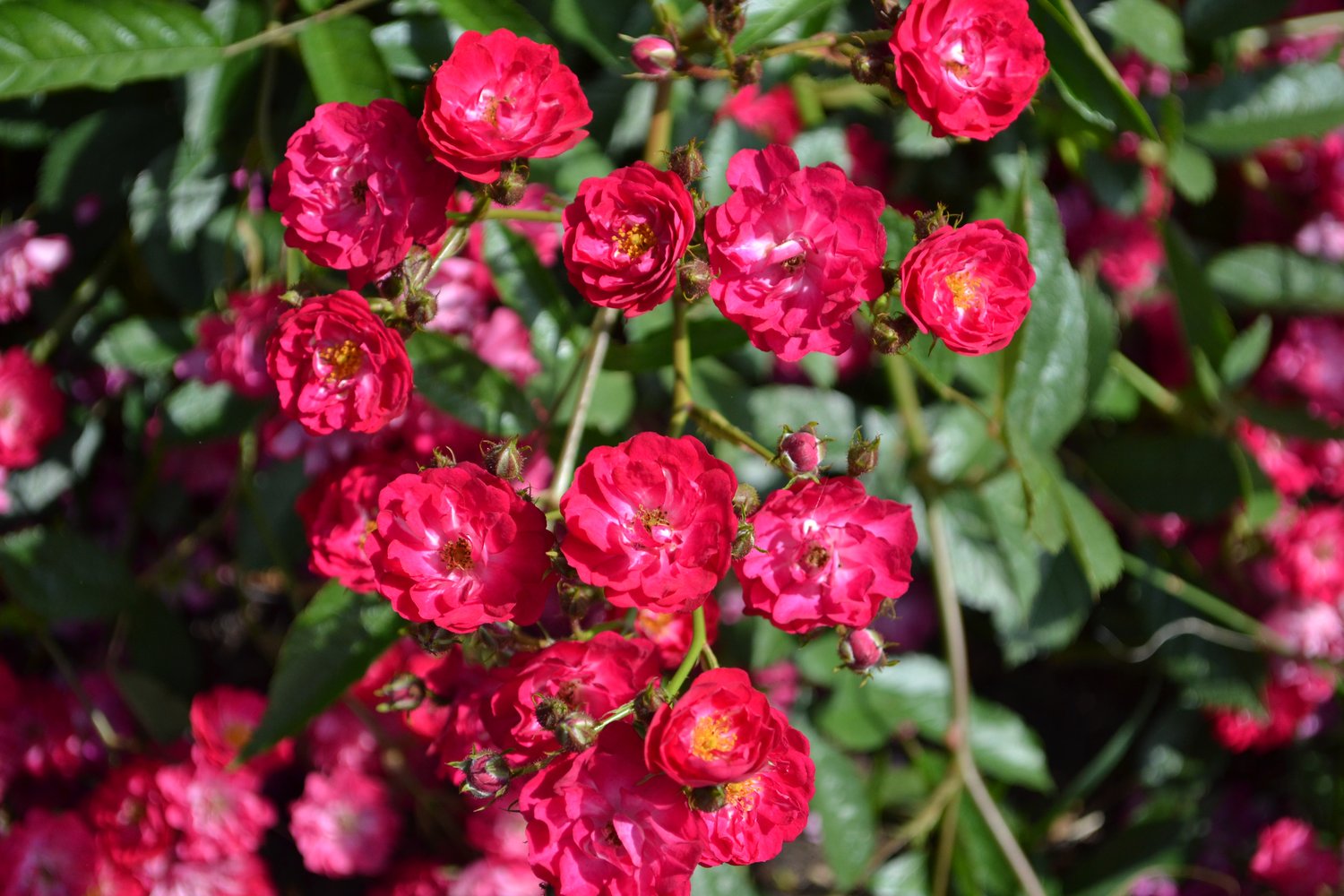 Rosa FAIRY DANCE