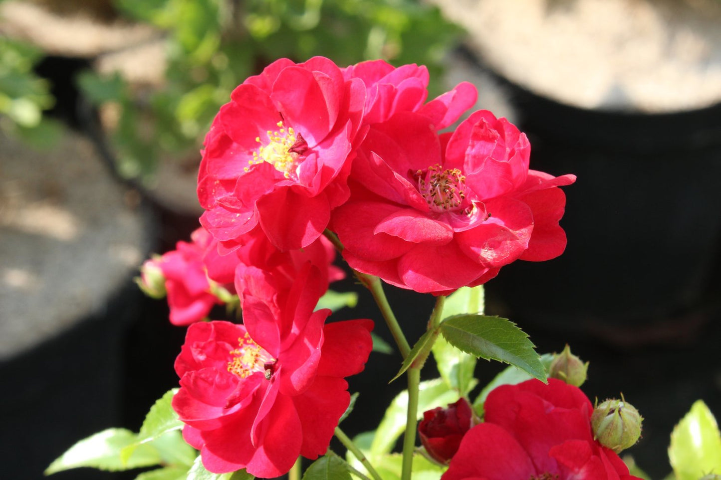 Rosa FAIRY DANCE