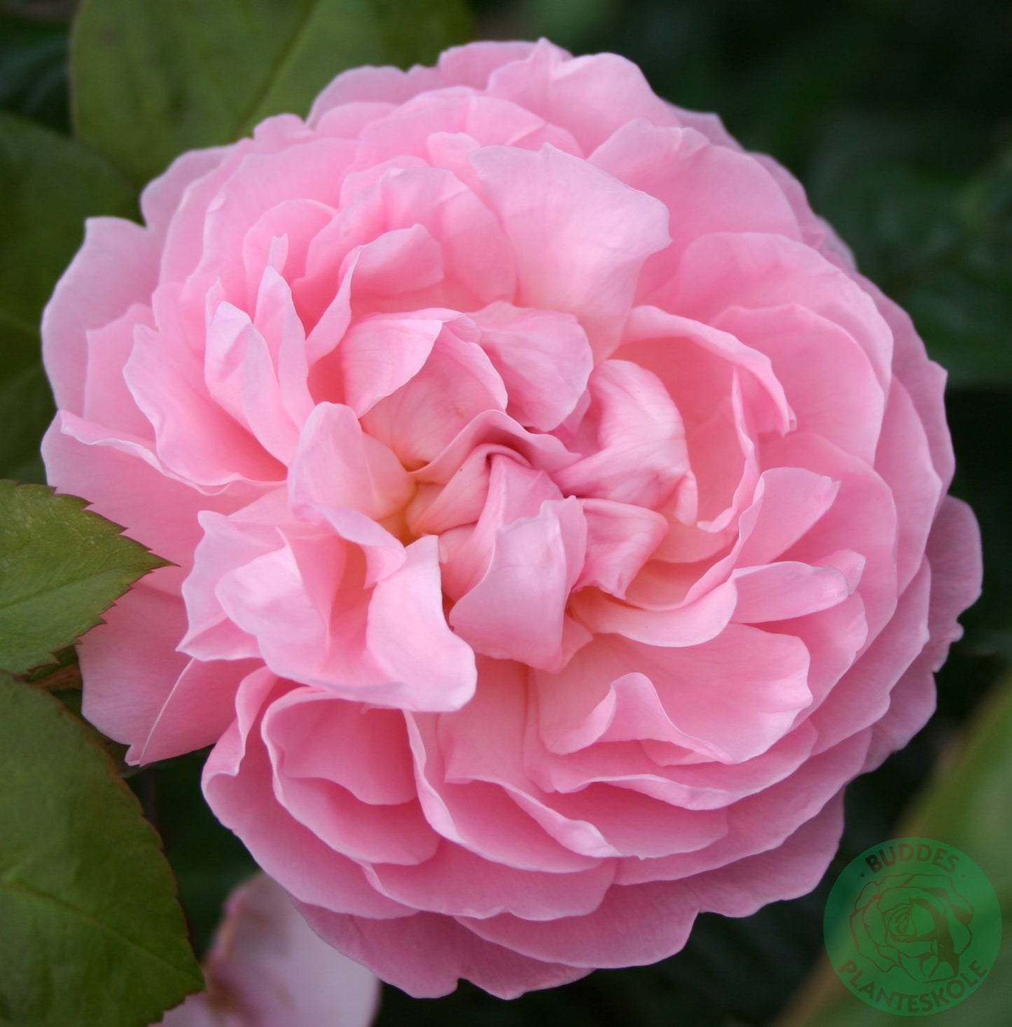 Rosa The Generous Gardener