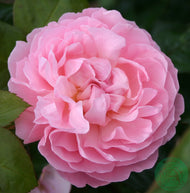 Rosa The Generous Gardener