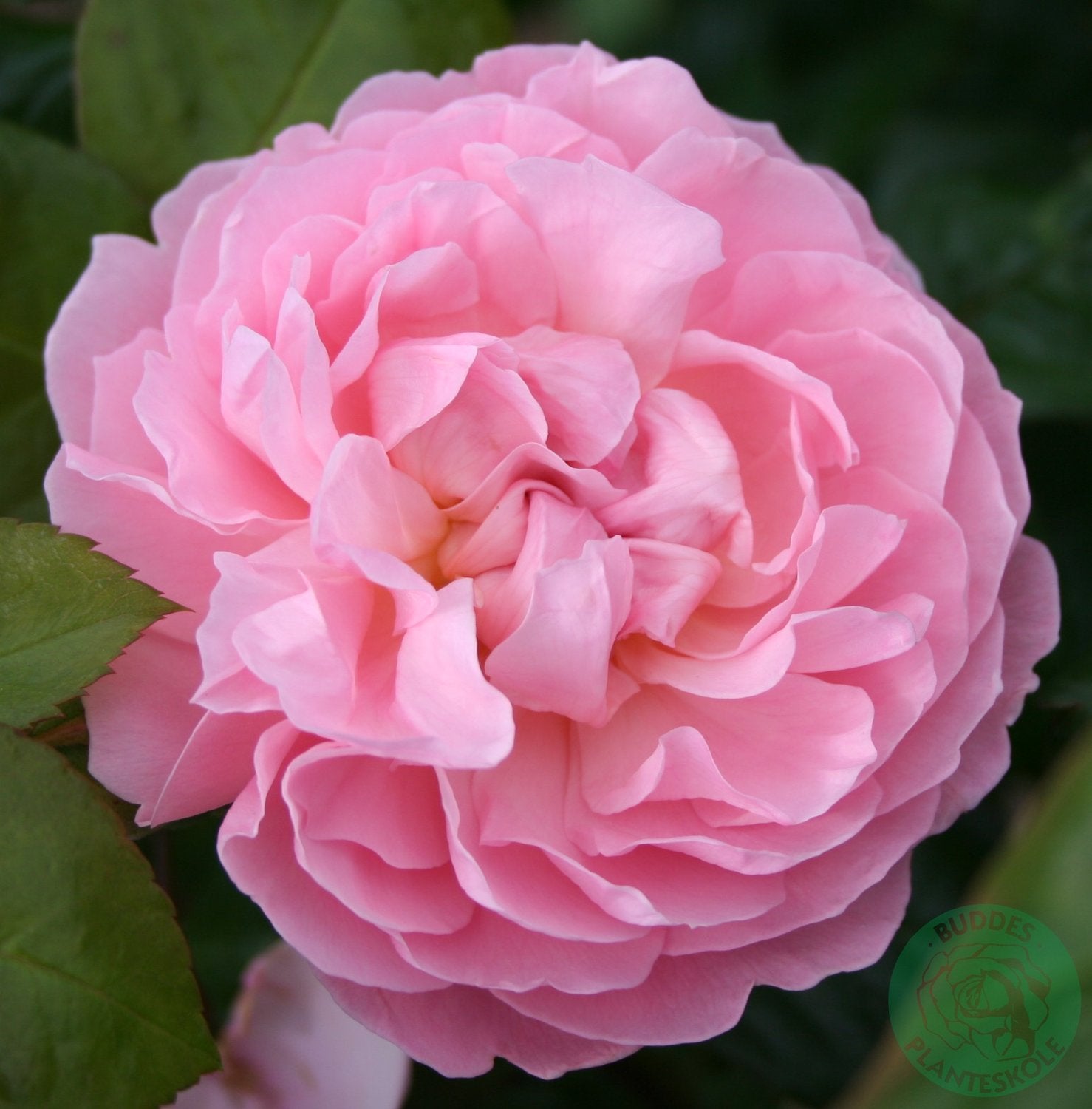 Rosa The Generous Gardener
