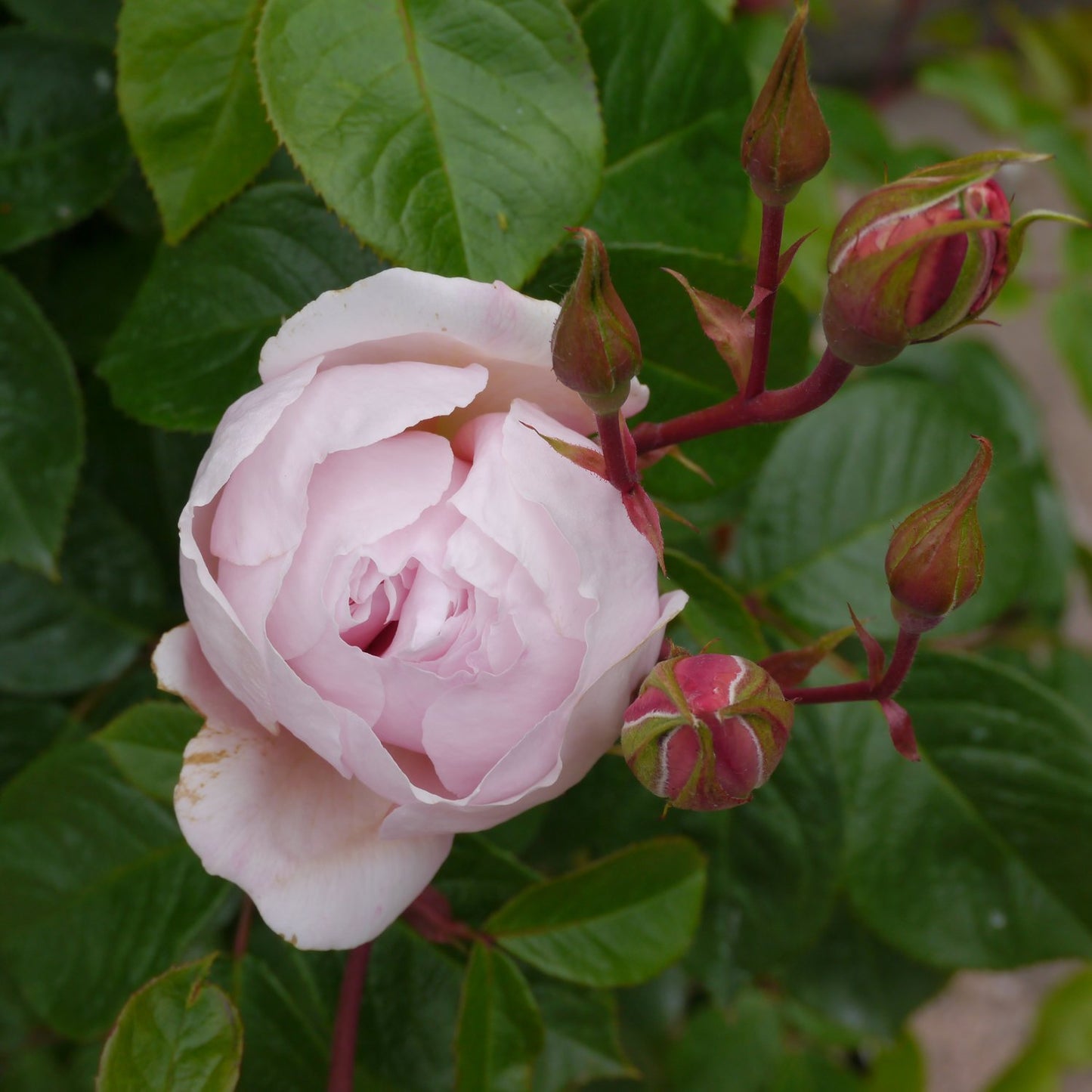 Rosa The Generous Gardener