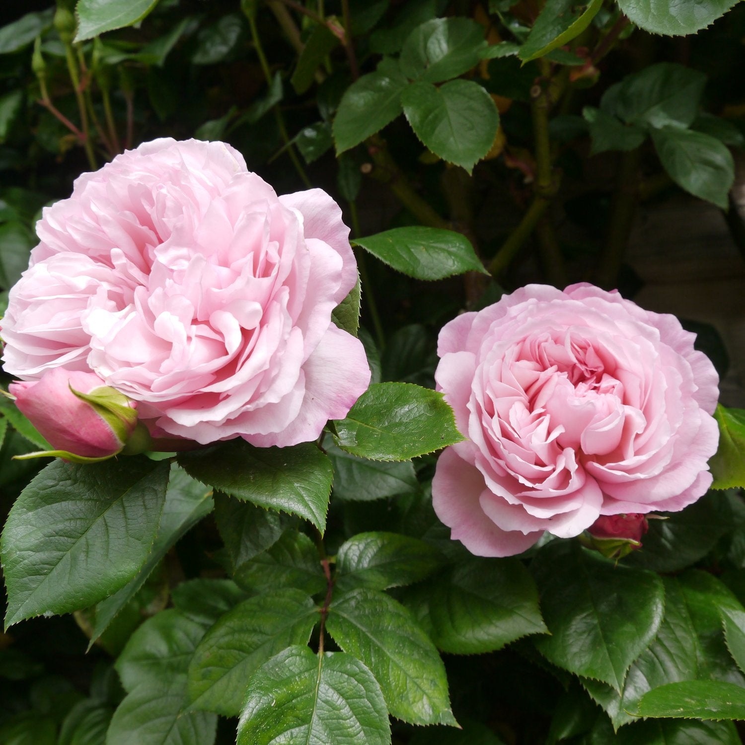 Rosa The Generous Gardener