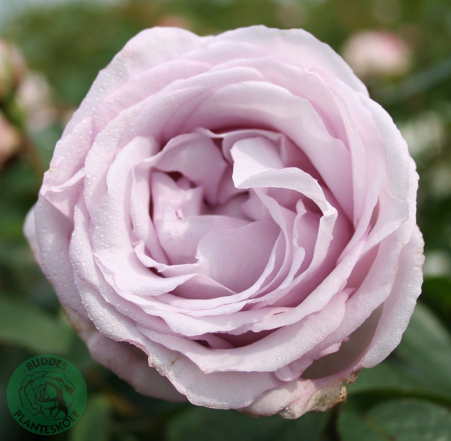 Rosa Bering Renaissance