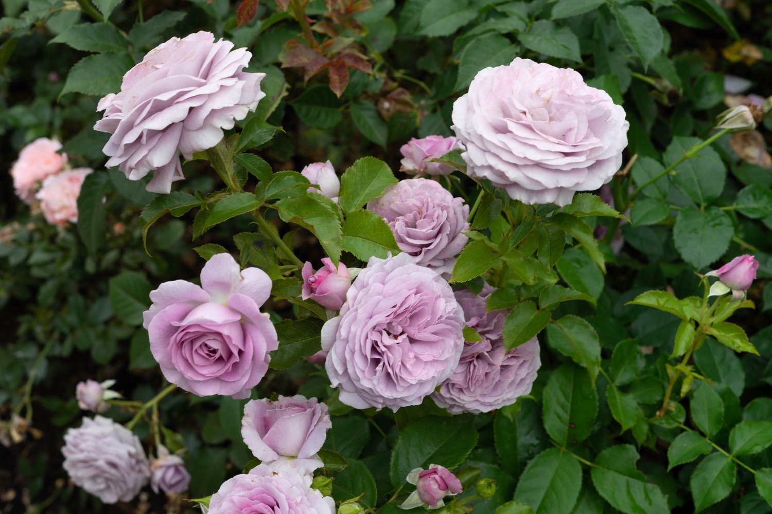 Rosa Bering Renaissance