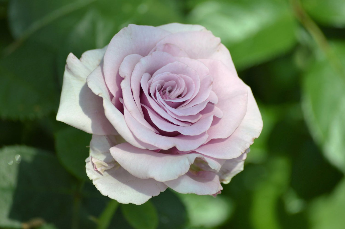 Rosa Bering Renaissance