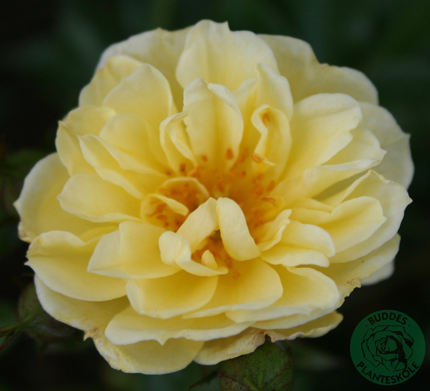 Rosa Golden Cover