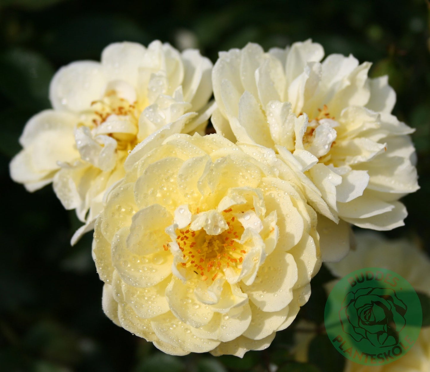 Rosa Golden Cover