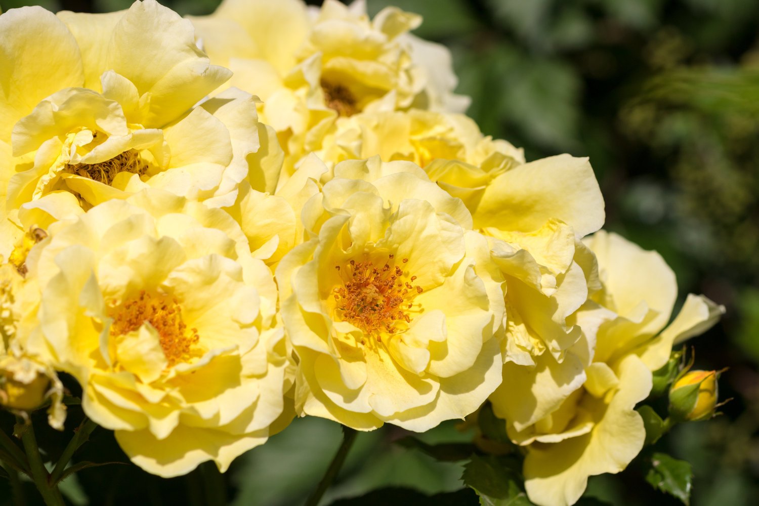 Rosa Golden Cover