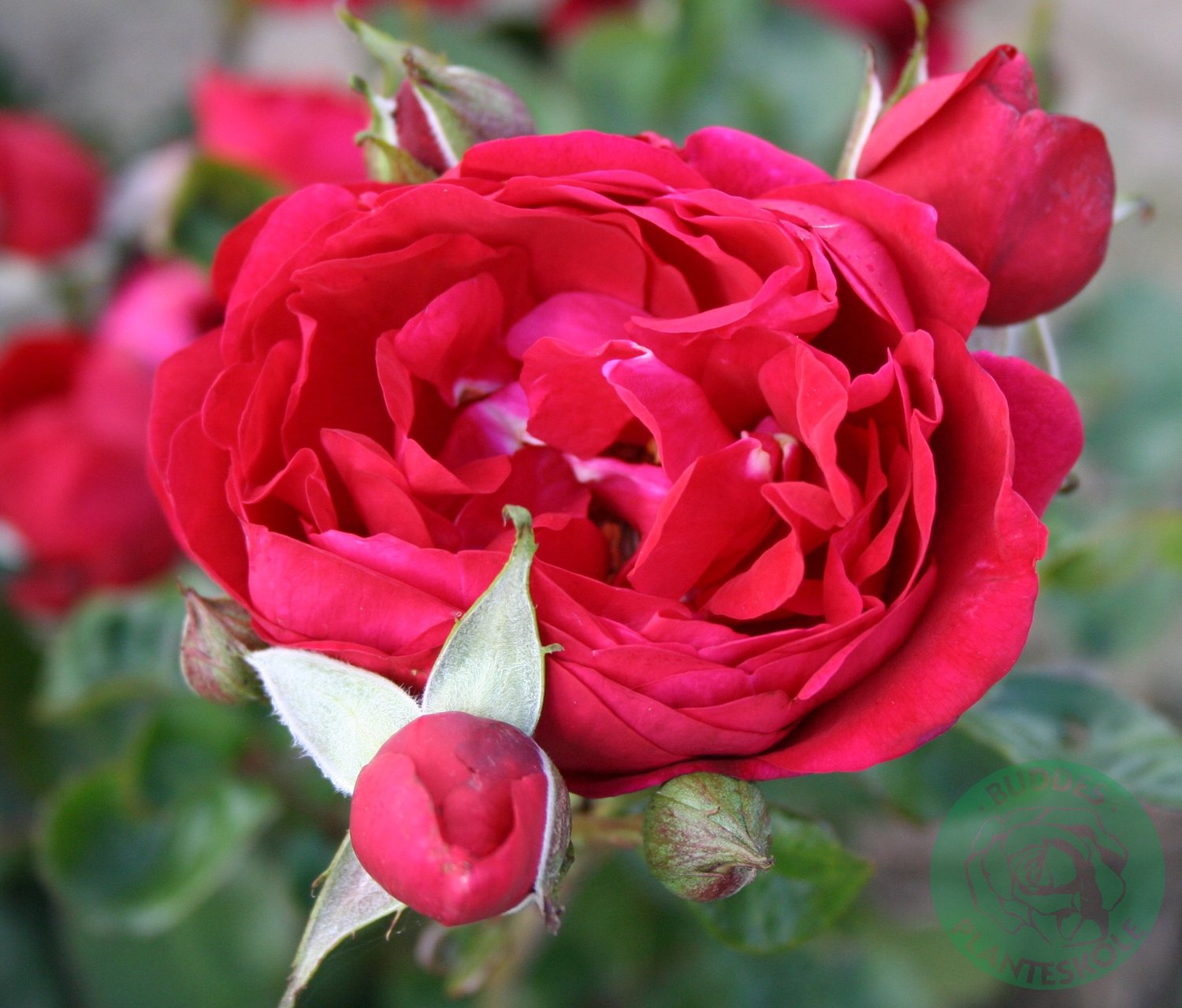Rosa Capricia Renaissance
