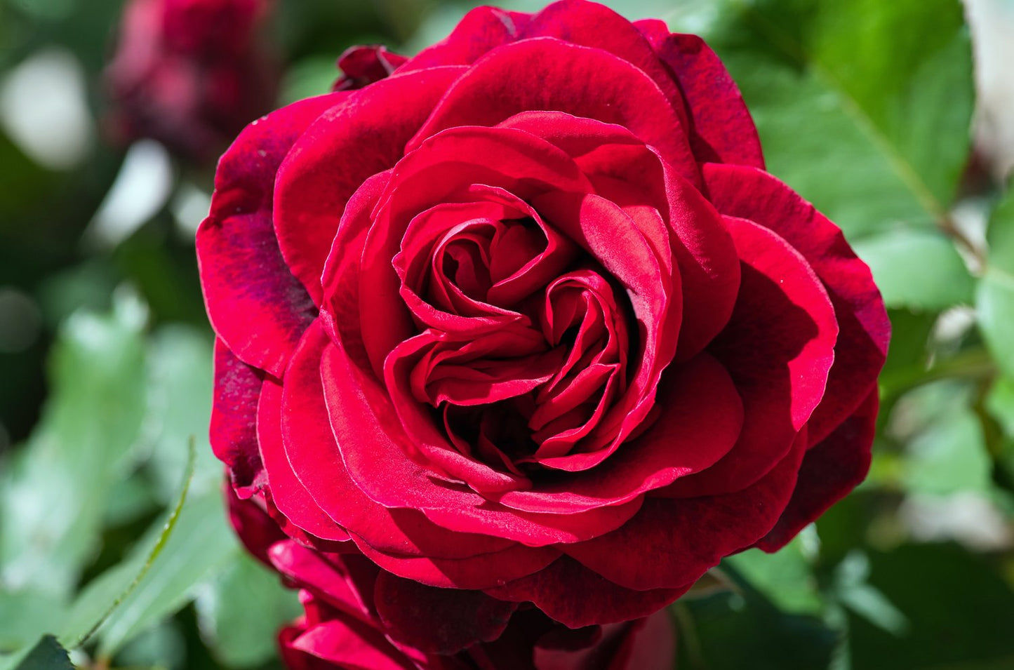 Rosa Capricia Renaissance