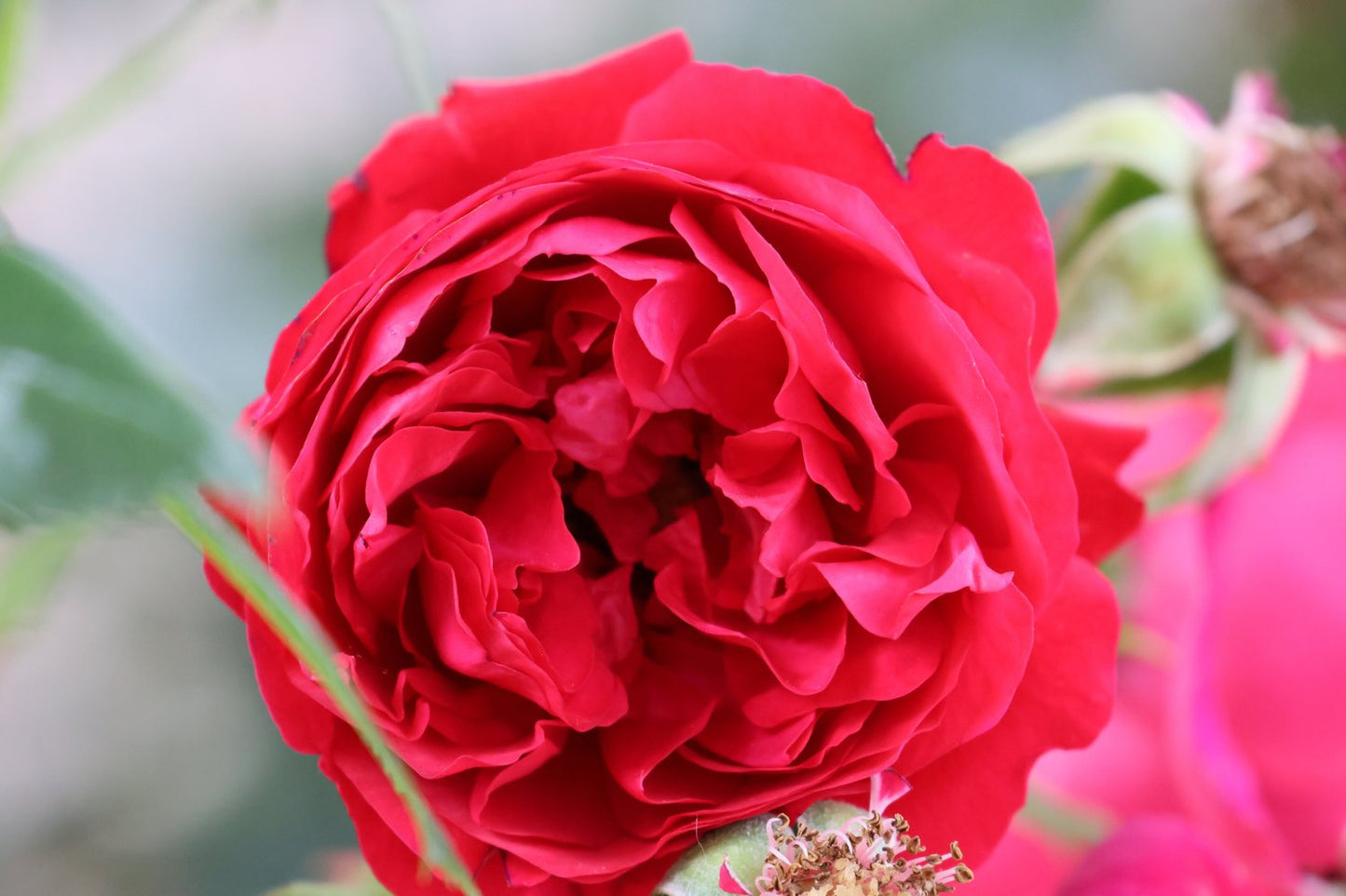 Rosa Capricia Renaissance
