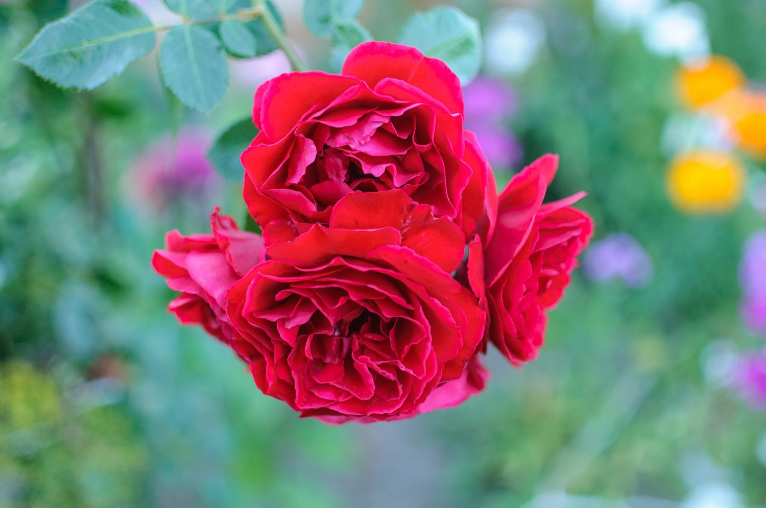 Rosa Capricia Renaissance