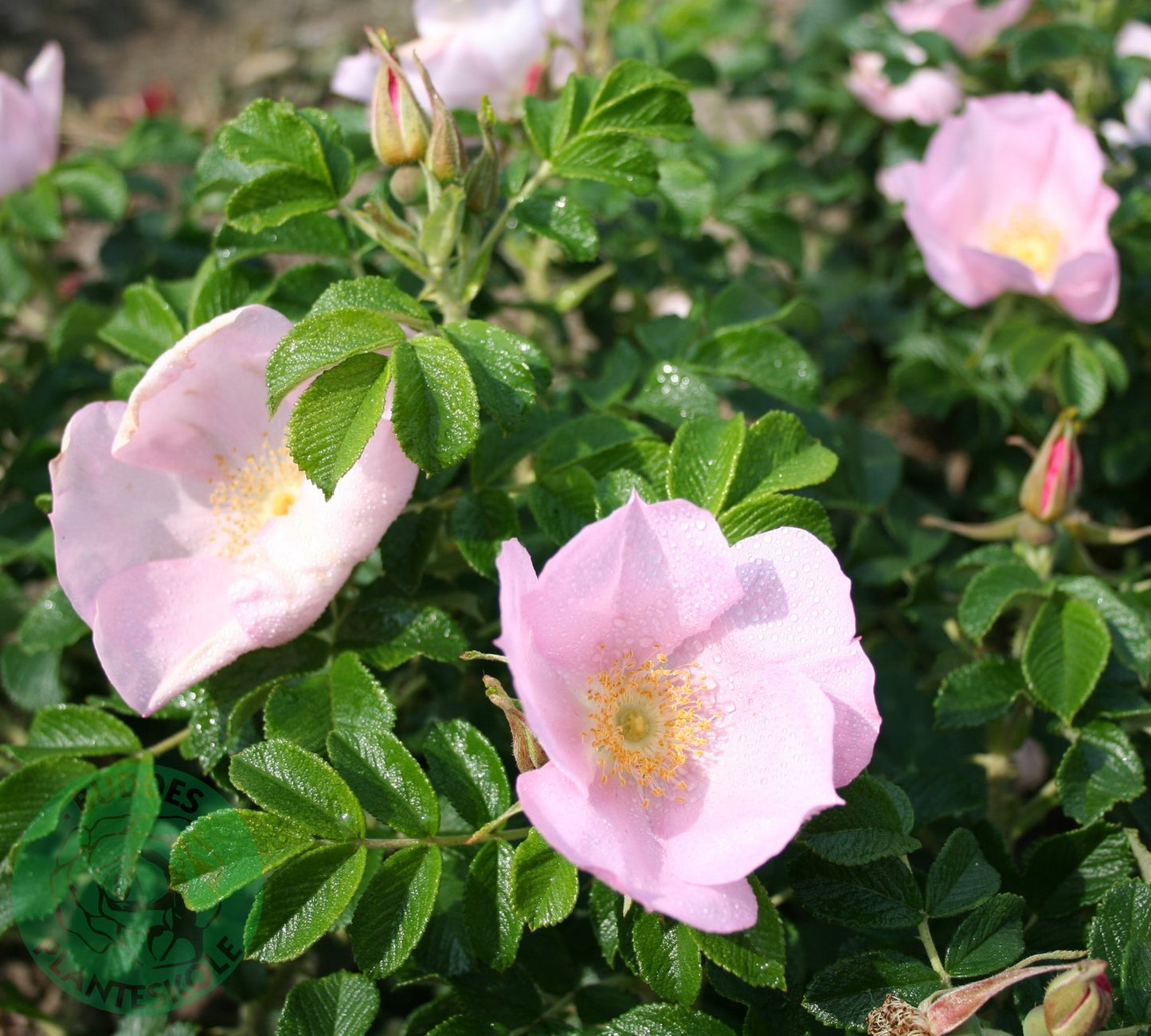 Rosa 'Fru Dagmar Hastrup'