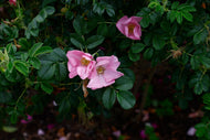 Rosa 'Fru Dagmar Hastrup'