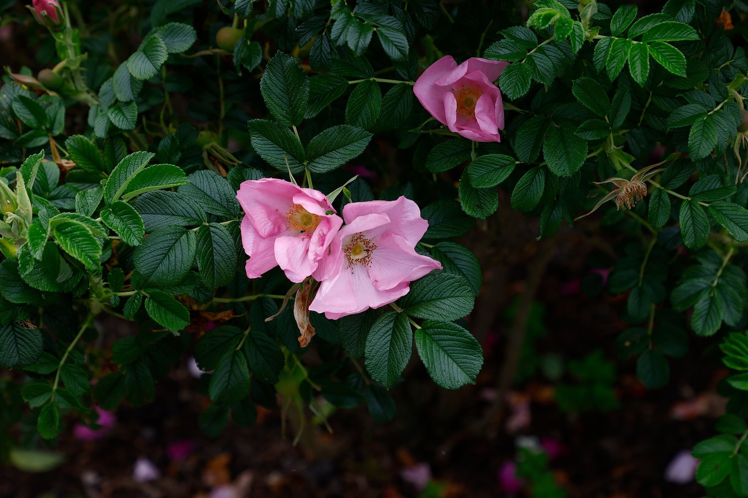 Rosa 'Fru Dagmar Hastrup'