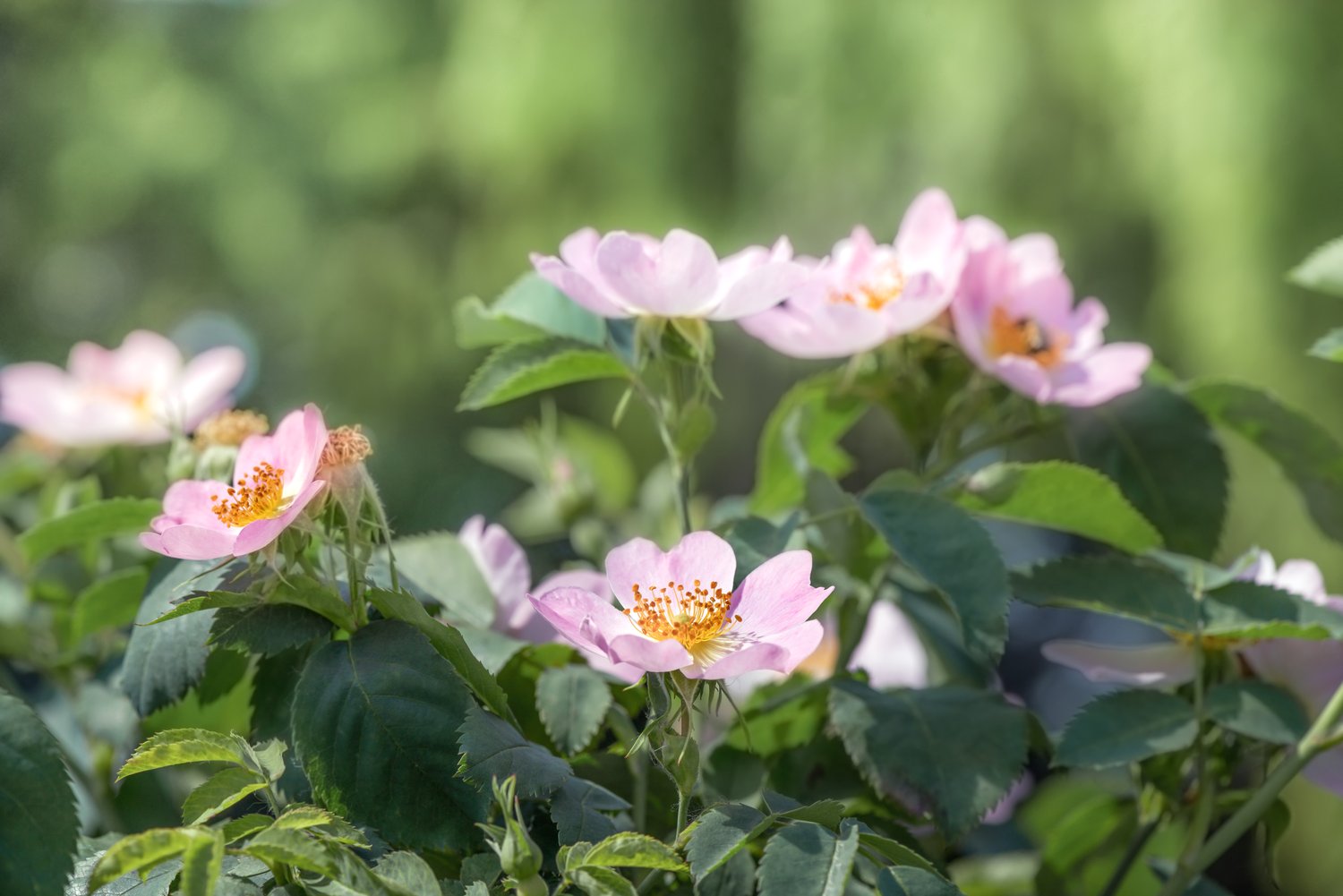 Rosa 'Fru Dagmar Hastrup'