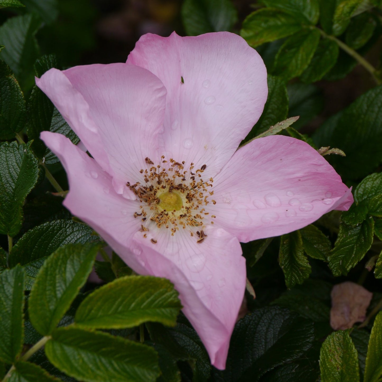 Rosa 'Fru Dagmar Hastrup'