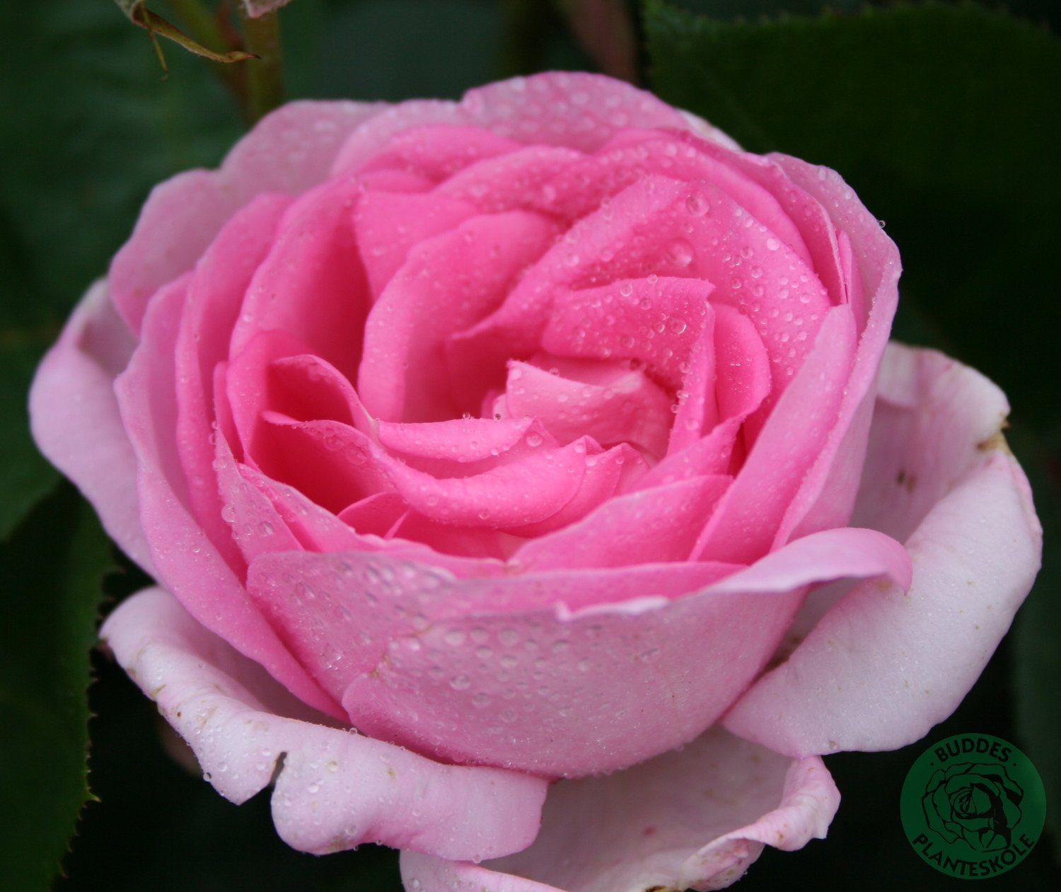 Rosa Ghita Renaissance