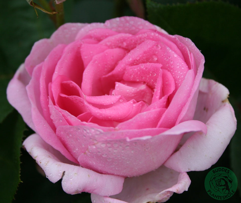 Rosa Ghita Renaissance