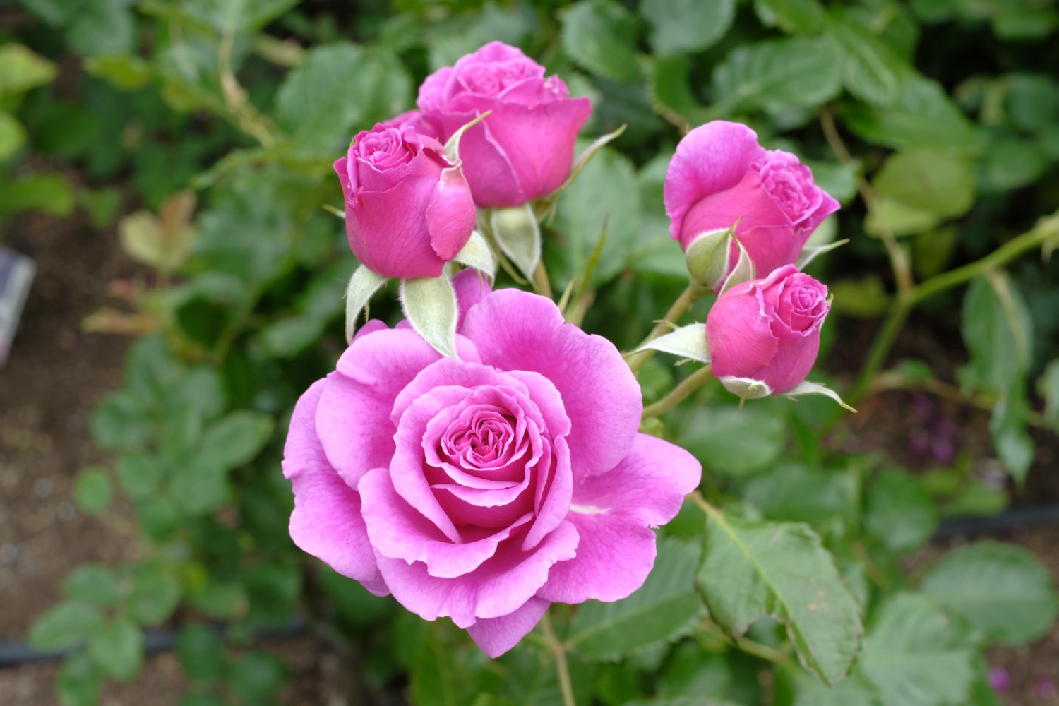 Rosa Ghita Renaissance
