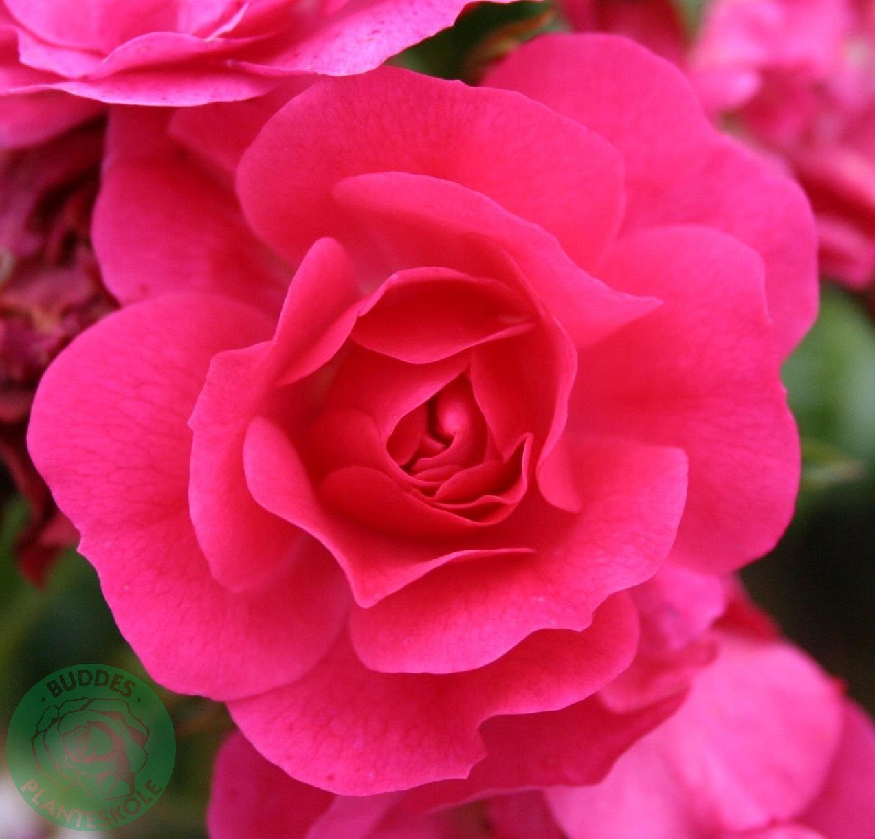 Rosa Heidetraum