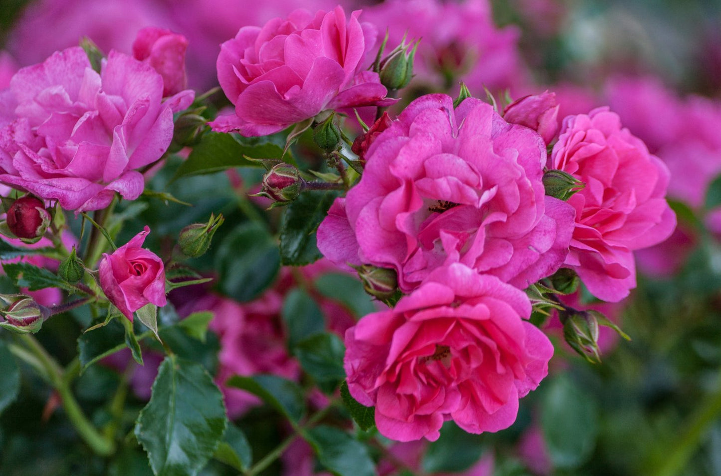 Rosa Heidetraum