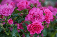 Rosa Heidetraum