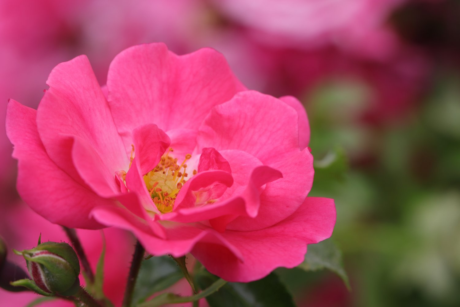 Rosa Heidetraum