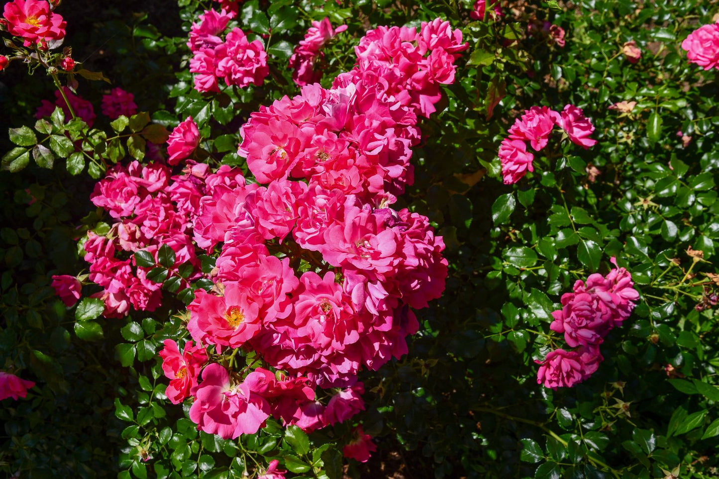 Rosa Heidetraum