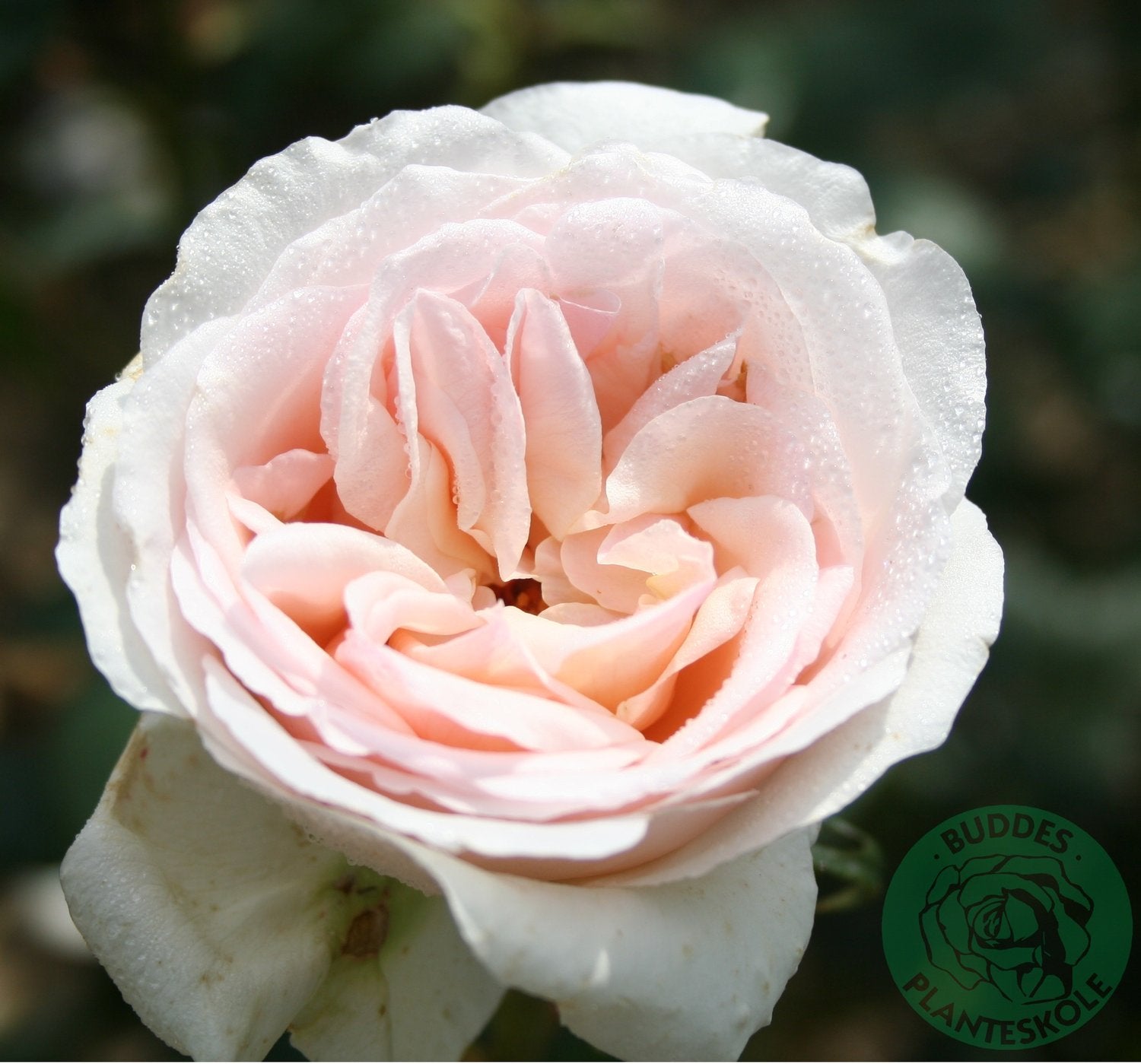 Rosa Julia Renaissance
