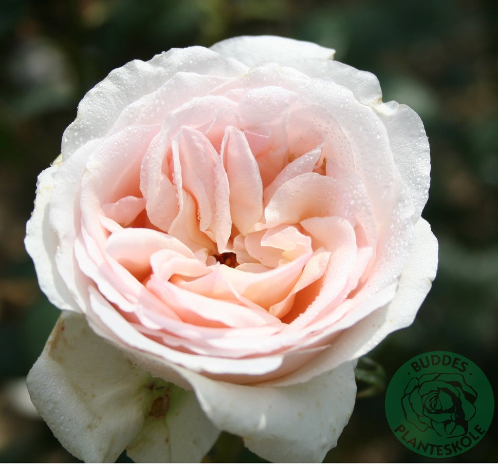 Rosa Julia Renaissance