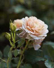 Rosa Julia Renaissance