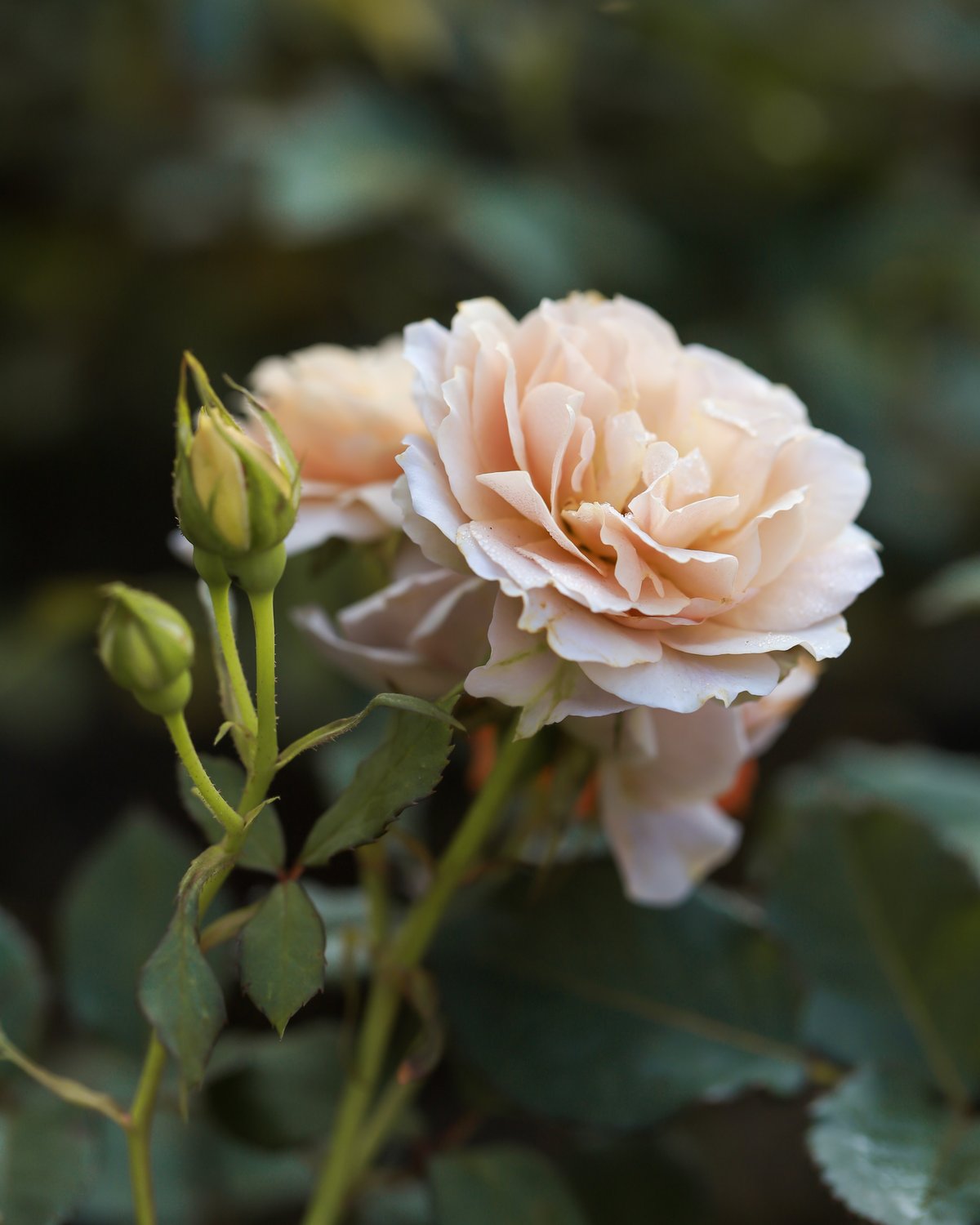 Rosa Julia Renaissance