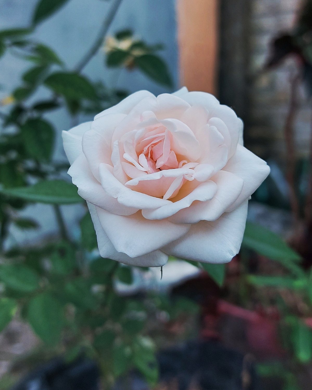 Rosa Julia Renaissance