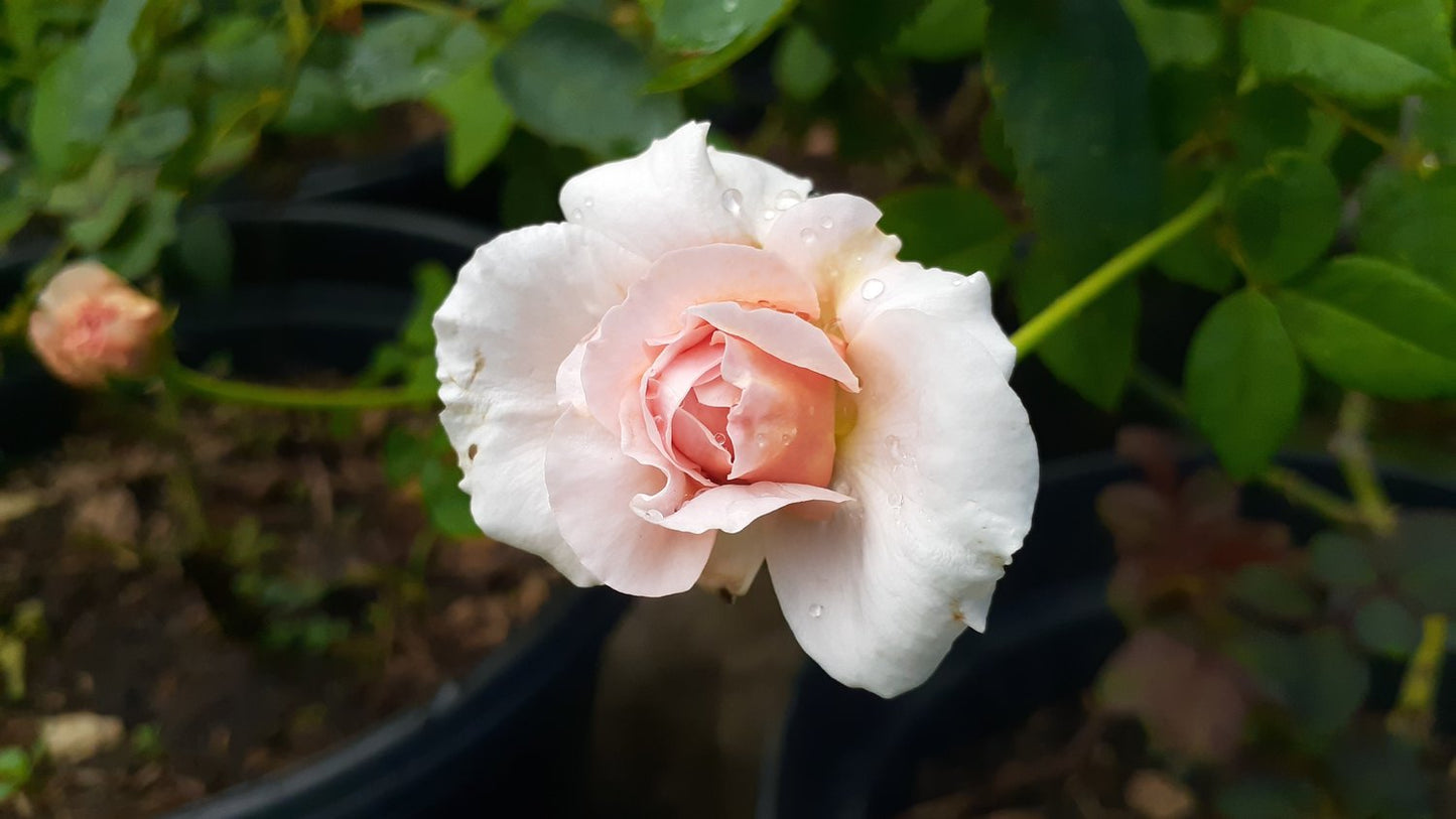 Rosa Julia Renaissance