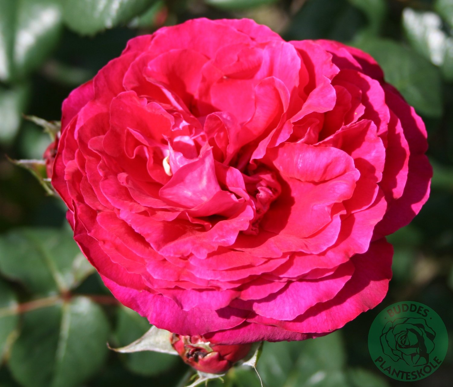 Rosa 'Katherine Renaissance'
