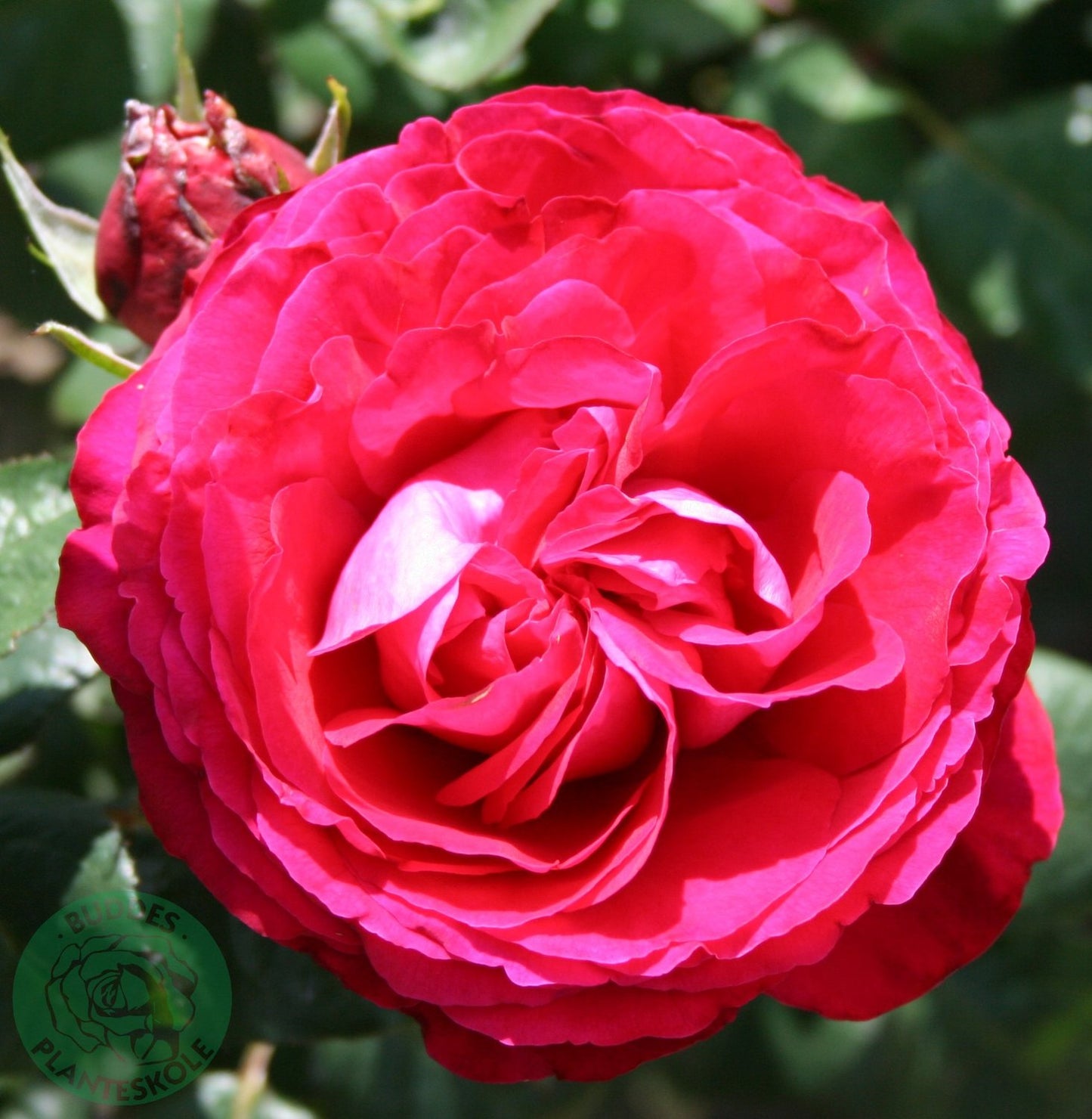 Rosa 'Katherine Renaissance'