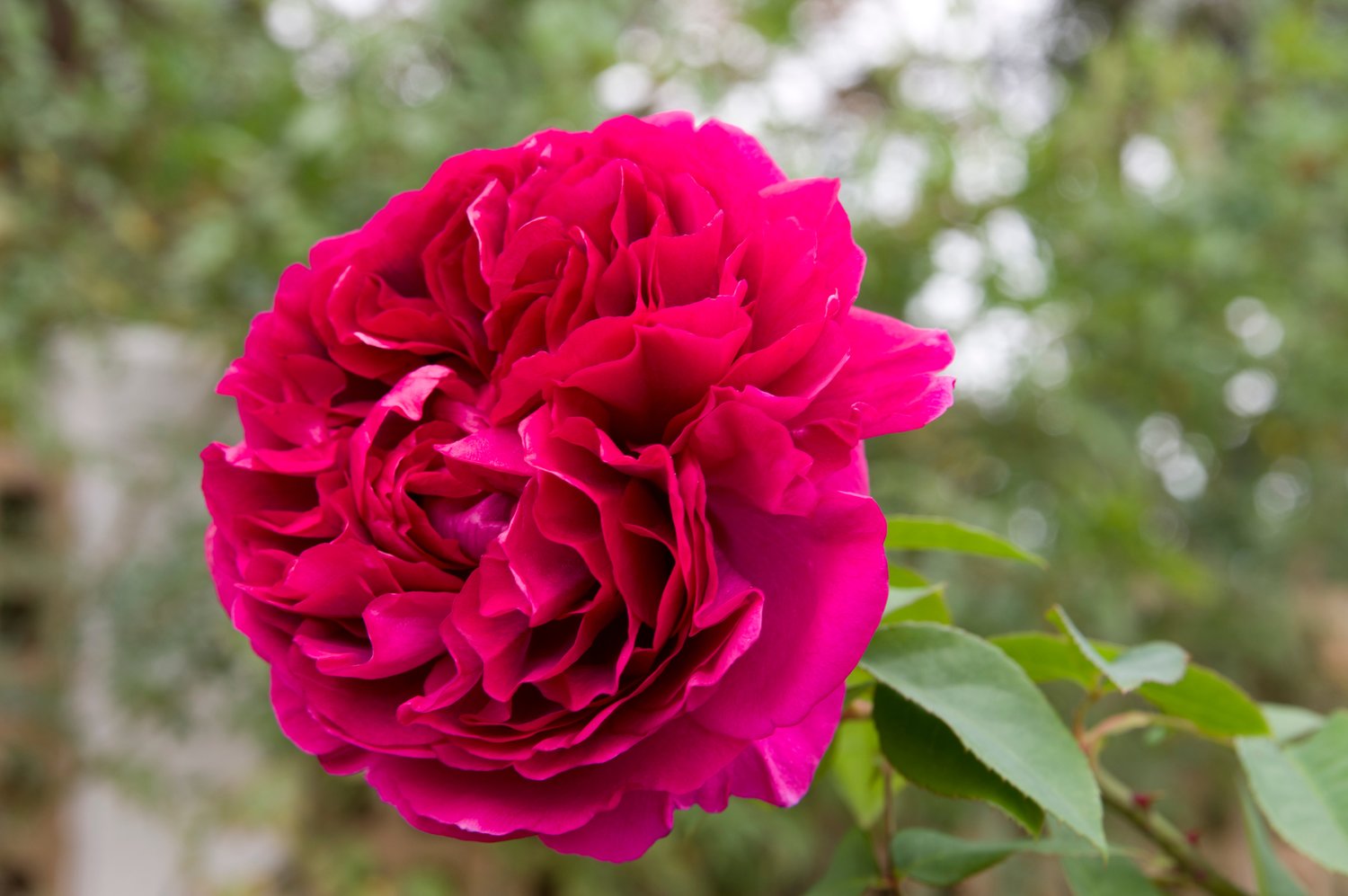 Rosa 'Katherine Renaissance'