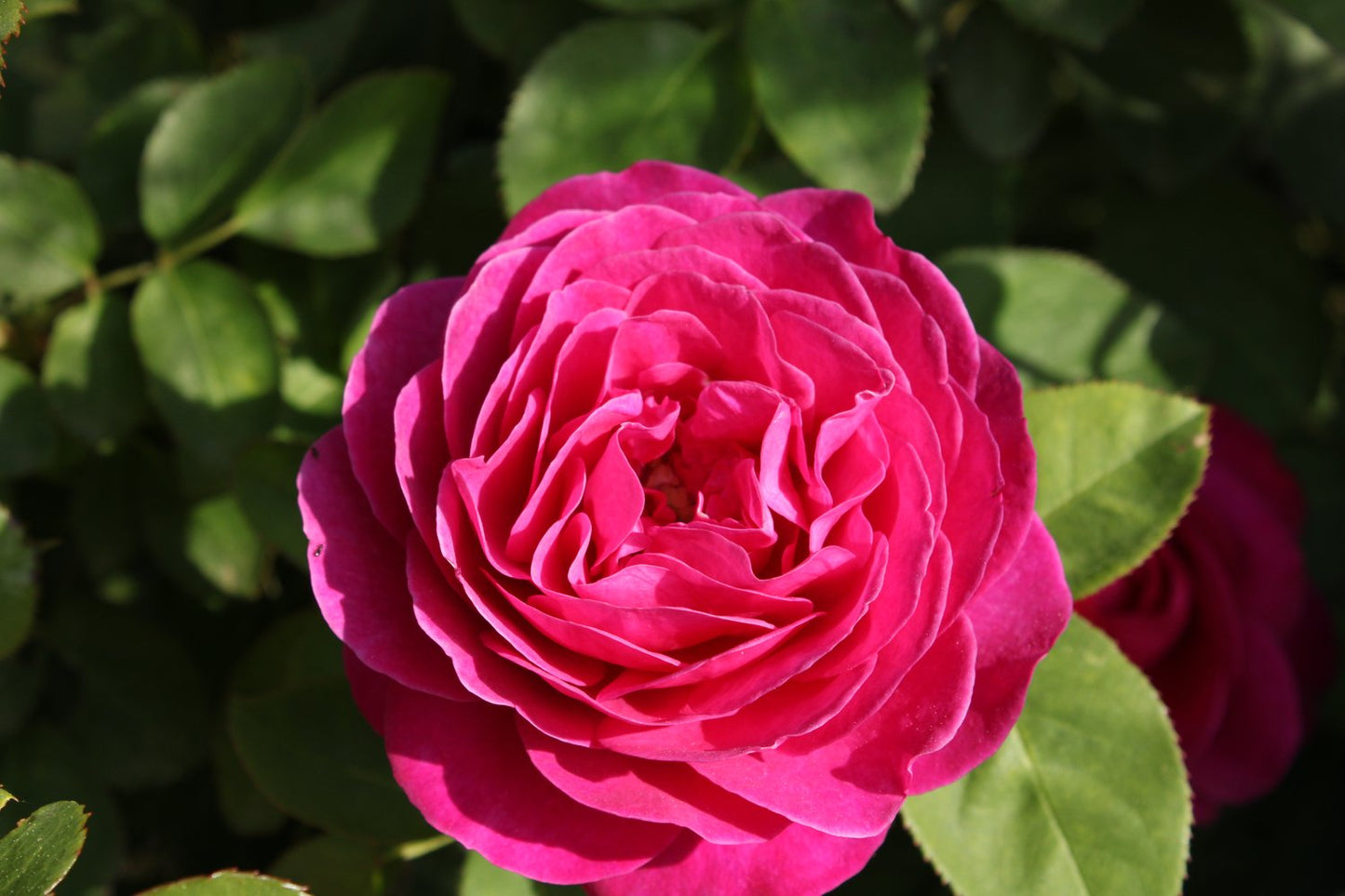 Rosa 'Katherine Renaissance'