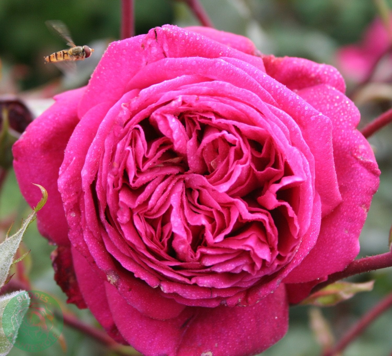 Rosa Natalie Renaissance