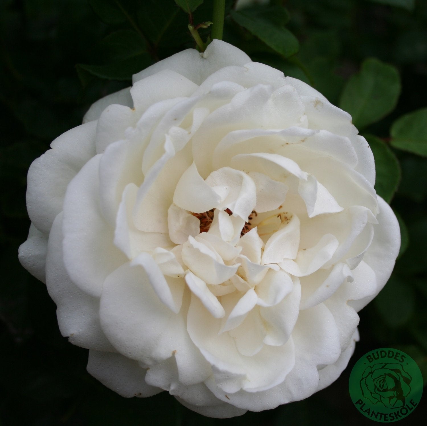Rosa Nina Renaissance