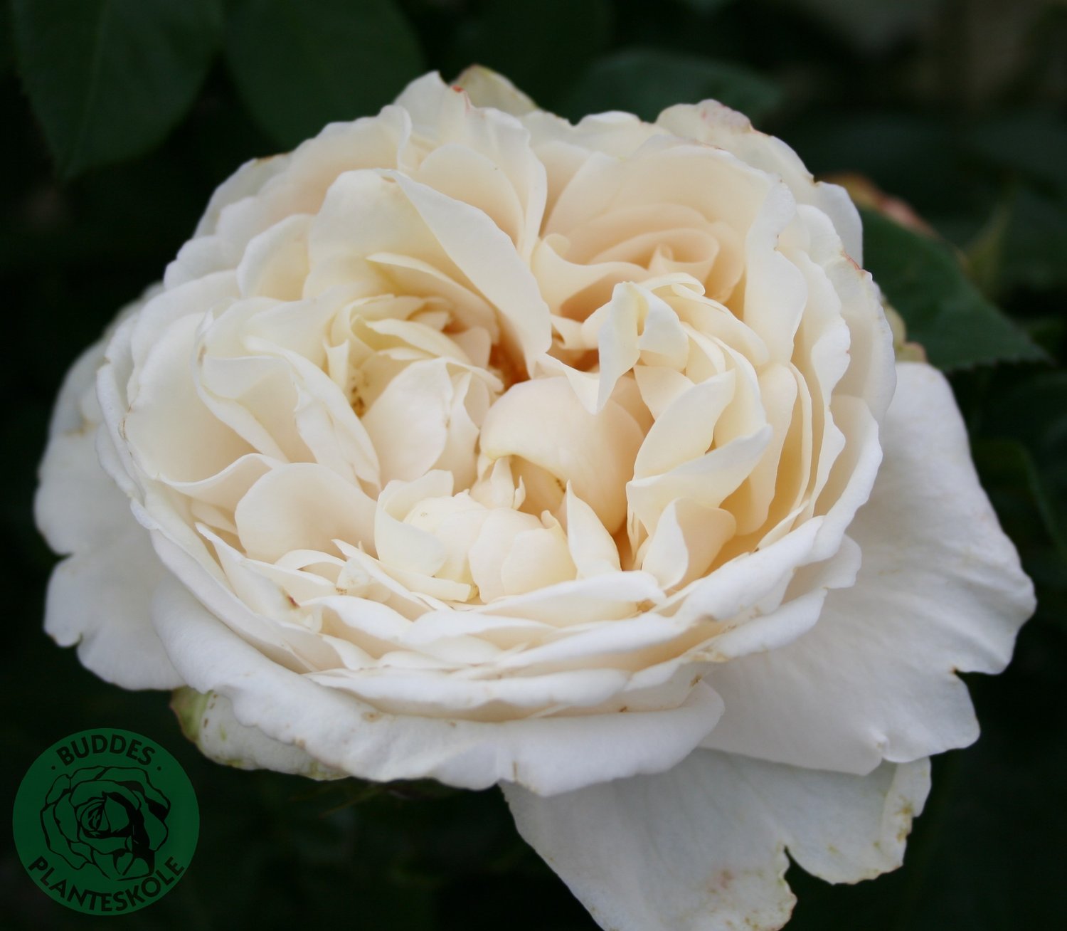 Rosa Nina Renaissance