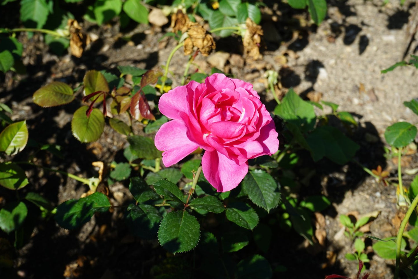 Rosa 'Prinsessan Alexandra'